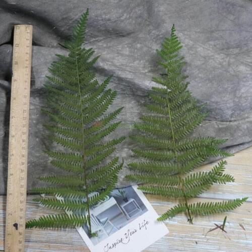 10pcs Preserved Green Pteris Cretica L. Fern Leaf Flower Branch For Bouquet Wreath Garland Making Material Accessory Craft DIY