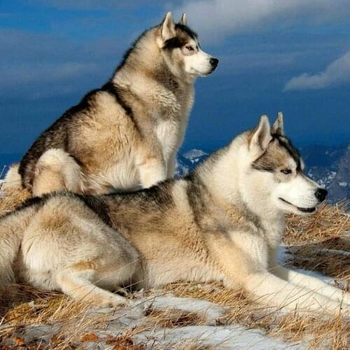 Wolf diamond painting full square / round diamond art 5d mosaic handmade embroidery sticker