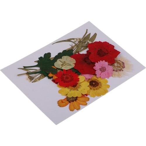 1 Set Pressed Dried Rose/ Daisy/ Larkspur/ Myosotis Pressed Dried Flowers for DIY Scrapbooking Card Making Craft