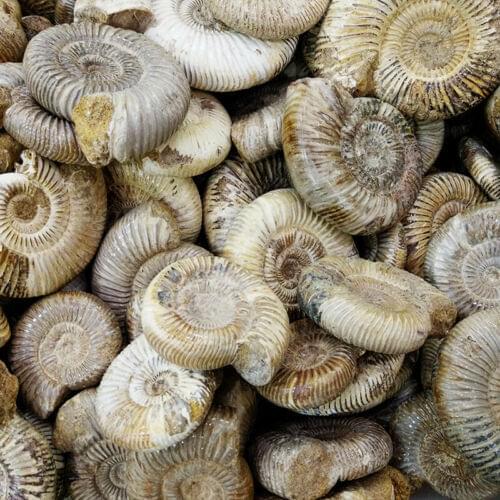 500g Random Natural White Chrysanthemum Snails Fossil Quartz Crystal Healing