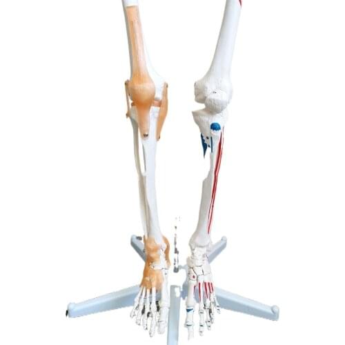 Science and education human skeletal muscle ligament starting anatomical model