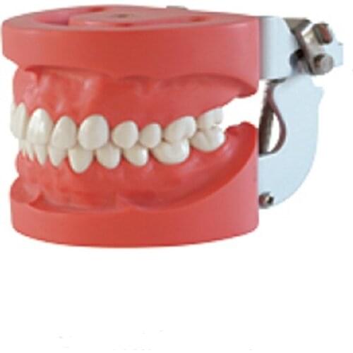 New brand A2 Hard Gum 28 pcs Standard Dental Model With Screw Hard Gum Fixed By Screw Teeth FE Articulator