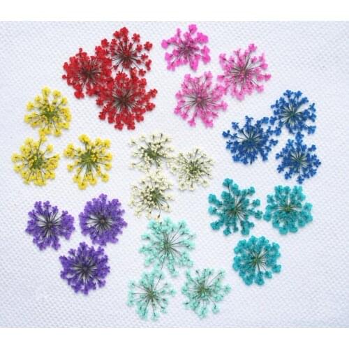 250pcs Pressed Dried Ammi Majus Flower Plants For Nail Art Epoxy Resin Pendant Necklace Jewelry Making Craft DIY Accessories