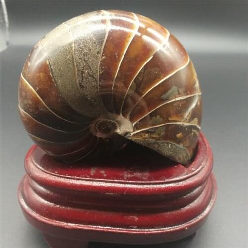 Polished natural ammonite fossils madagascar conch fossils for sale LA2053