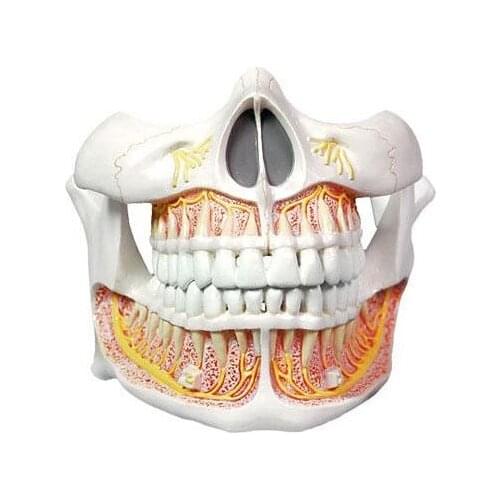 Tooth model tooth denervation model dentistry teeth gums model