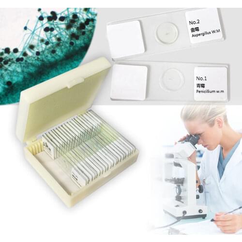 20pcs Professional Prepared Microbial Fungi Bacteria Staining Microscope Slides Classic Gram Stain Smear Rhizopus Penicillium