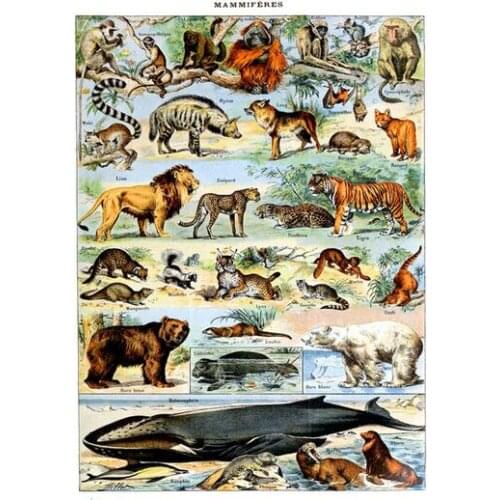 More Style Vintage Adolphe Millot Encyclopedia Fruits Insects Classic Art Film Print Silk Poster Home Wall Decor 24x36inch