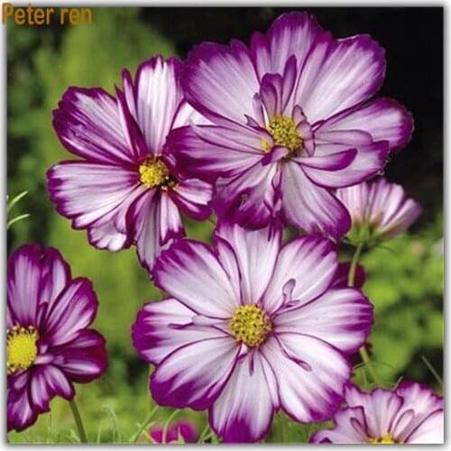 Peter ren Diy Diamond painting cross stitch Arts and Crafts Round&square Mosaic Full Diamond embroidery Home Decor "Cosmos"