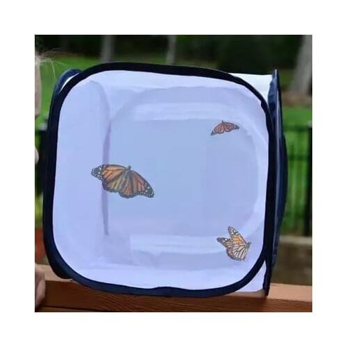 Praying mantis cricket insect Living Mantis egg sheath hatching butterfly feather feeding box plant pet net cage mail