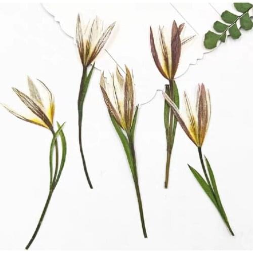 60pcs Pressed Dried Flower Tulipa edulis For Epoxy Resin Jewelry Making Nail Art Craft DIY Bookmark Accessories