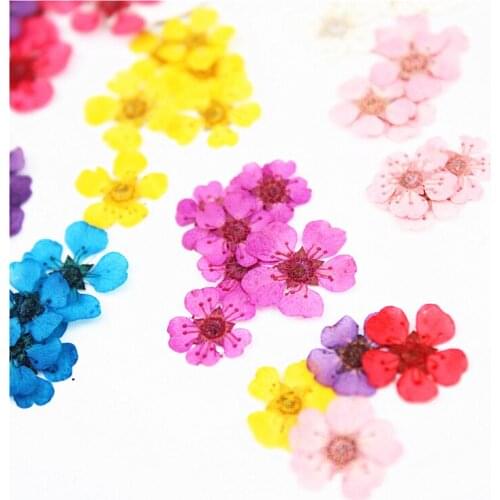 0.5-1cm/100PCS,Natural Pressed Pearl plum blossom Flower,DIY Bookmark Gift Card Decoration,Eternal Rose for nail art decorative