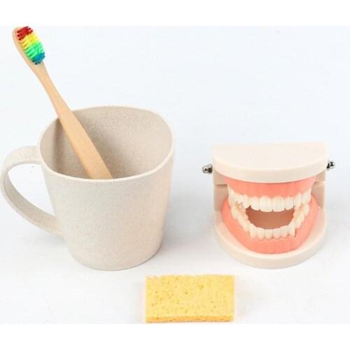 1 Set Tooth Model Sturdy Structure High Simulated Reusable Dental Teaching Teeth Toothbrush Models Oral Teaching Delicate Craft