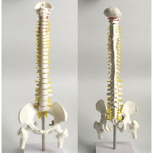Human spine lumbar skeleton model adult orthopedic exercise spine model cervical spine lumbar human skeleton model