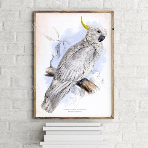 Plictolophus Galeritus Beautiful Cockatoo Painting Poster, Colourful Wall Art Print
