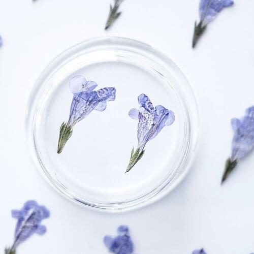 60pcs Pressed Dried Flower Mazus japonicus Plants Herbarium For Epoxy Jewelry Bookmark Phone Case Makeup Nail Art Craft DIY