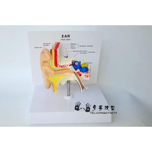 Small ear model Ear anatomical model Ear structure Cochlea Hearing model 1:1 ear model