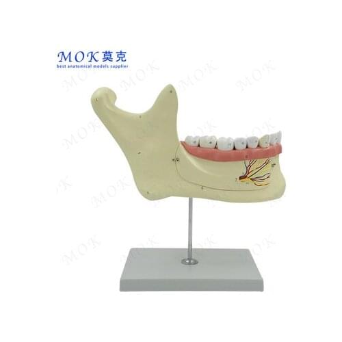 3x human mandibular anatomy model Maxillary nerve Oral anatomy model