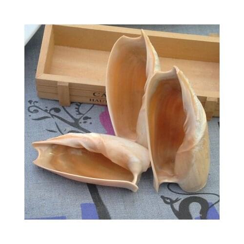 10-15cm Natural shell conch Cymbium cymbium can paint large conch fish tank decoration house decoration