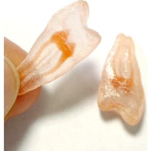 2Pis Premolar A# Teeth Pulp Model Red Root Canal Dental Blocks Endo Files Practise Student 3D Simulation Tooth Replicas