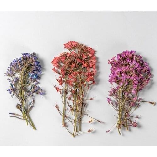 120pcs Pressed Dried Flower Lysimachia candida Lindl Herbarium For Nail Art Jewelry Bookmark Phone Case Invitation Card DIY