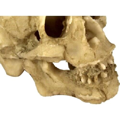 Skull Head Vivarium Reptile Decoration Aquarium Tank Ornament Lizard Cave