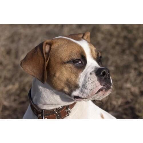 Canvas Poster Custom Amstaff Dog Canvas Animal Fabric Painting Poster Home Decor Cloth Fabric Wall Art Poster 30x45cm