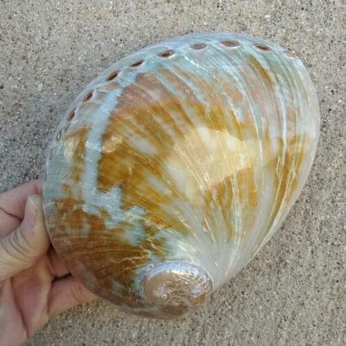 Abalone Shell Nautical Decor Seashell Beach Wedding Shells Ocean Decor Jewelry DIY Shell Soap Dish Aquarium Home Decor