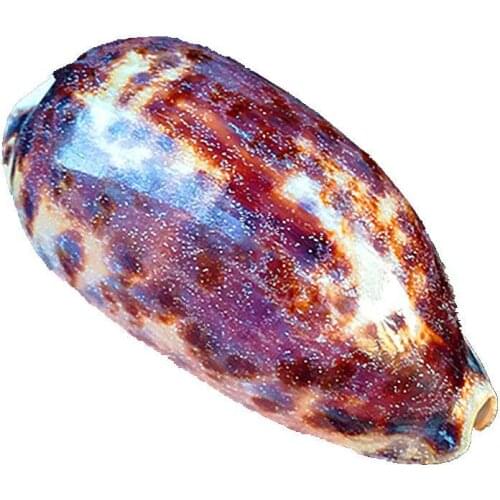 9-12cm Philippines natural conch shell snails rare specimen fish tank aquarium landscaping Home Decoration Collection