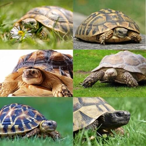 DIY diamond painting turtle full square mosaic embroidery animal 5D home decoration diamond art children gift wall decoration