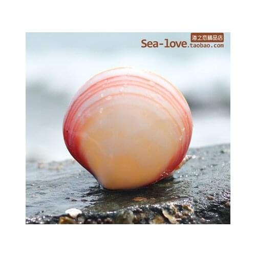 Powder clam powder shell natural conch shell conch double shell bright clam shell creative gift home craft decoration