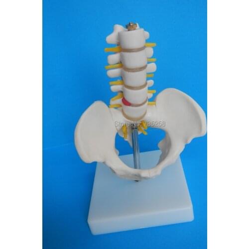 Mini Lumbar With Pelvic Model,Small Lumbar Model,Contracted Pelvis Model