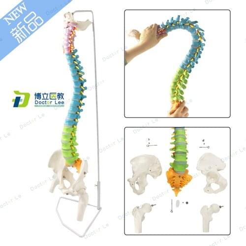 New product colorful human spine model with pelvis detachable modelos anatomicos for medical teaching tool