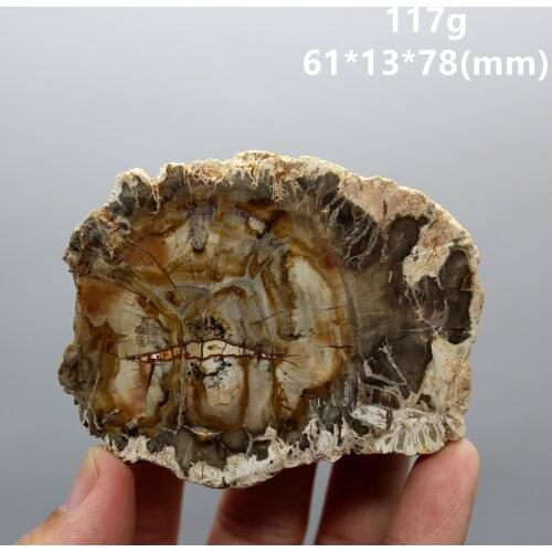 100% Natural Paleontological Fossil Tree Fossil Decoration Silicified Wood Tree Jade Tea Cup Mat Fossil mineral Specimen