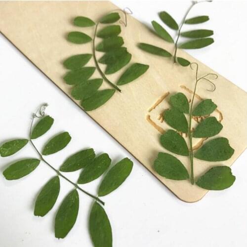 120pcs Dried Pressed Crotalaria Leaf Leaves For Wedding Party Home Pendant Necklace Craft DIY Bouquet Accessories