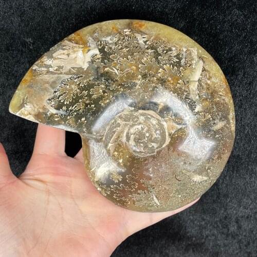 Big Size Natural Rainbow Ammonite Fossil Specimen Ammolite Ocean Animal Snail Conch Madagascar Original Specimen Mineral