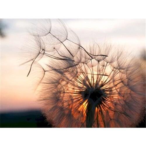 GATYZTORY DIY Painting By Numbers Flower Dandelion 60x75cm Picture By Numbers On Canvas Frameless Home Decor Unique Gift
