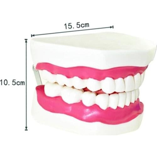 PVC Material Made Human Teeth Model Can Be Used for a Long Time Teachers Ideal Teaching Aids Get One Toothbrush for Free