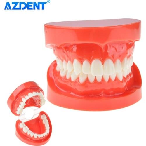AZDENT Dental Study Teaching Tooth Standard Teeth Model for Adults ZYR-7004 Typodont Demonstration Model