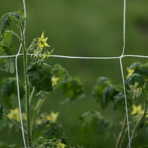 Plant Trellis Netting Polyester Climbing Net Grow Net Braided Mesh for Climbing Fruits Grapes Vegetables Cucumber Pea AA