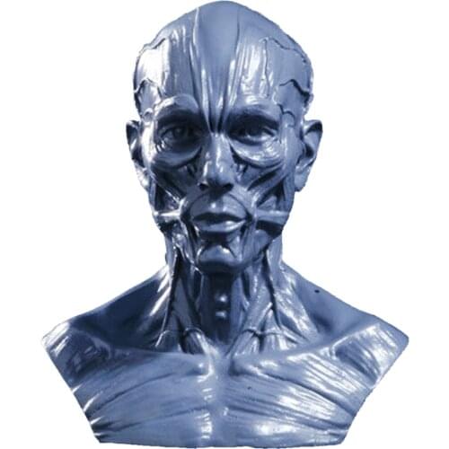 Realistic 10cm Human Model Anatomy Skull Head Muscle Bone Drawing Decor 6 Colors