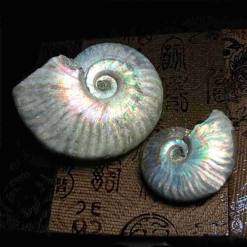 Colored Snail Fossil Light Ammonite Fossil Shell Colorful Fossil Collection Specimen Decorative Mineral Shell Home Q5F6