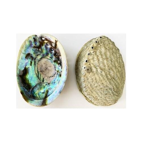 Natural Abalone Shell Large Seashell Nautical Decor Sage Bonsai Home Storage Soap Box Shell Fish Tank Aquarium Landscape