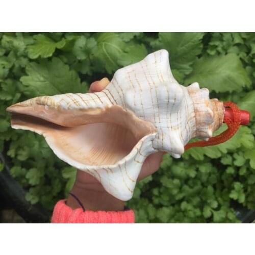 Rose Nautilus natural conch shell ornaments gifts Home Furnishing fossil rare collection of four famous