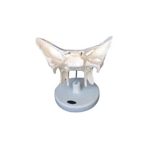 2X Enlarged Sphenoid Amplifying Skeleton Model Cranial Skeletal Anatomy Amplified Alar Bone Sphenoid Bone Medical Skeleton