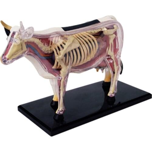 4D Cow Intelligence Assembling Toy Animal Organ Anatomy Model Medical Teaching DIY Popular Science Appliances