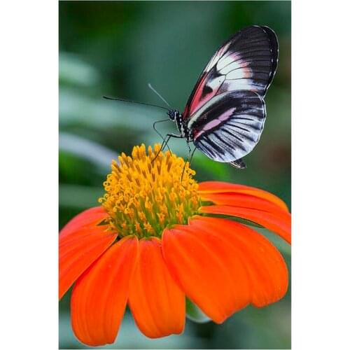 Butterfly Animal DIY Diamond Painting butterfly sunflower Full Diamond Embroidery Cross Stitch Rhinestone Mosaic Painting