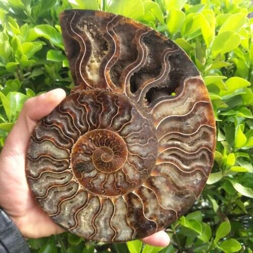 2PCS big size RARE Iridescent AMMONITE AMMOLITE SHELL GEM FOSSIL SPECIMEN HEALING