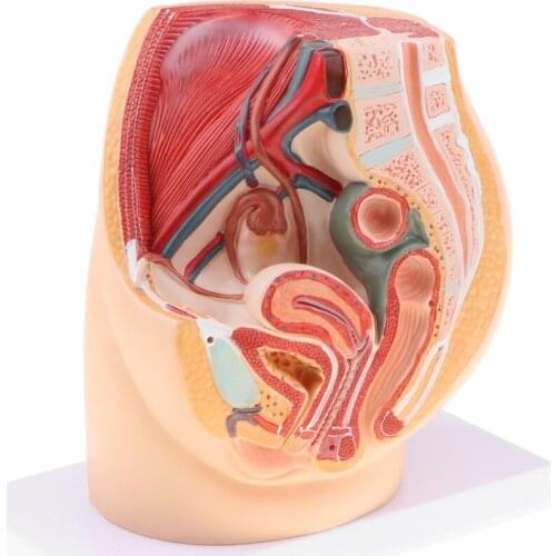 Median Sagittal Section 1:1 Human Female Pelvic & Abdominal Cavity Structure Model Pelvic Muscles Medical Study Lab Supplies