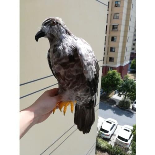 Real life Bird feathers Bird eagle large 50x40cm open wings eagle home garden decoration filming prop gift h1490