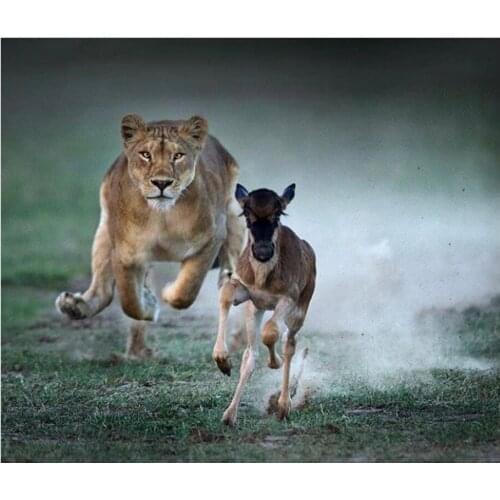 DIY Lion Diamond Painting animal Lion chasing markhor full diamond Embroidery Lion chasing goat diamond mosaic Cross Stitch dorp